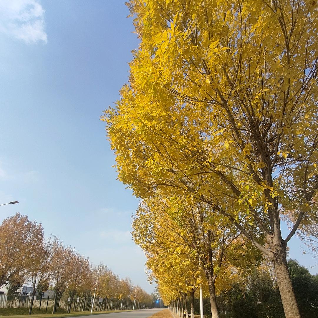 教英语的杨老师