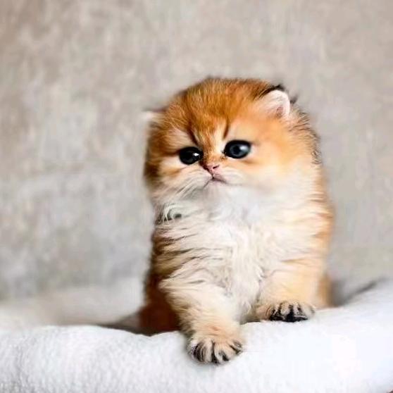 Mr. hui招财猫