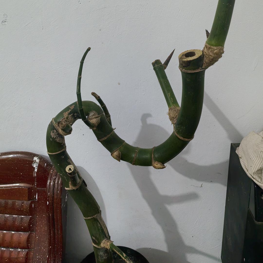 老邓簕竹