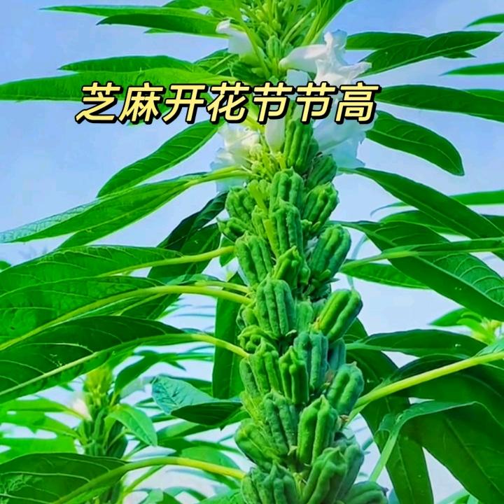 龙行天下
