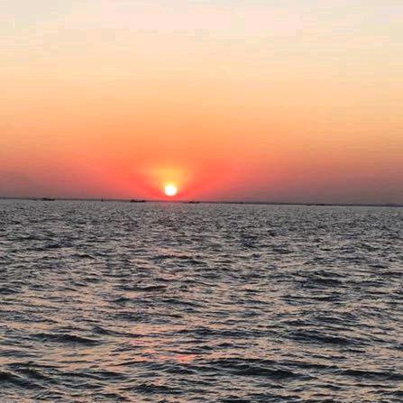 夕阳红
