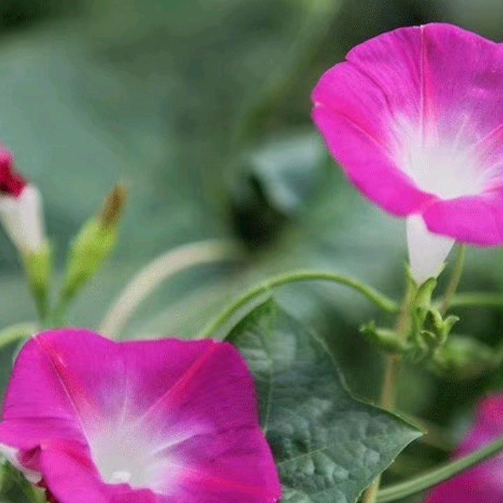 理想的彼岸花
