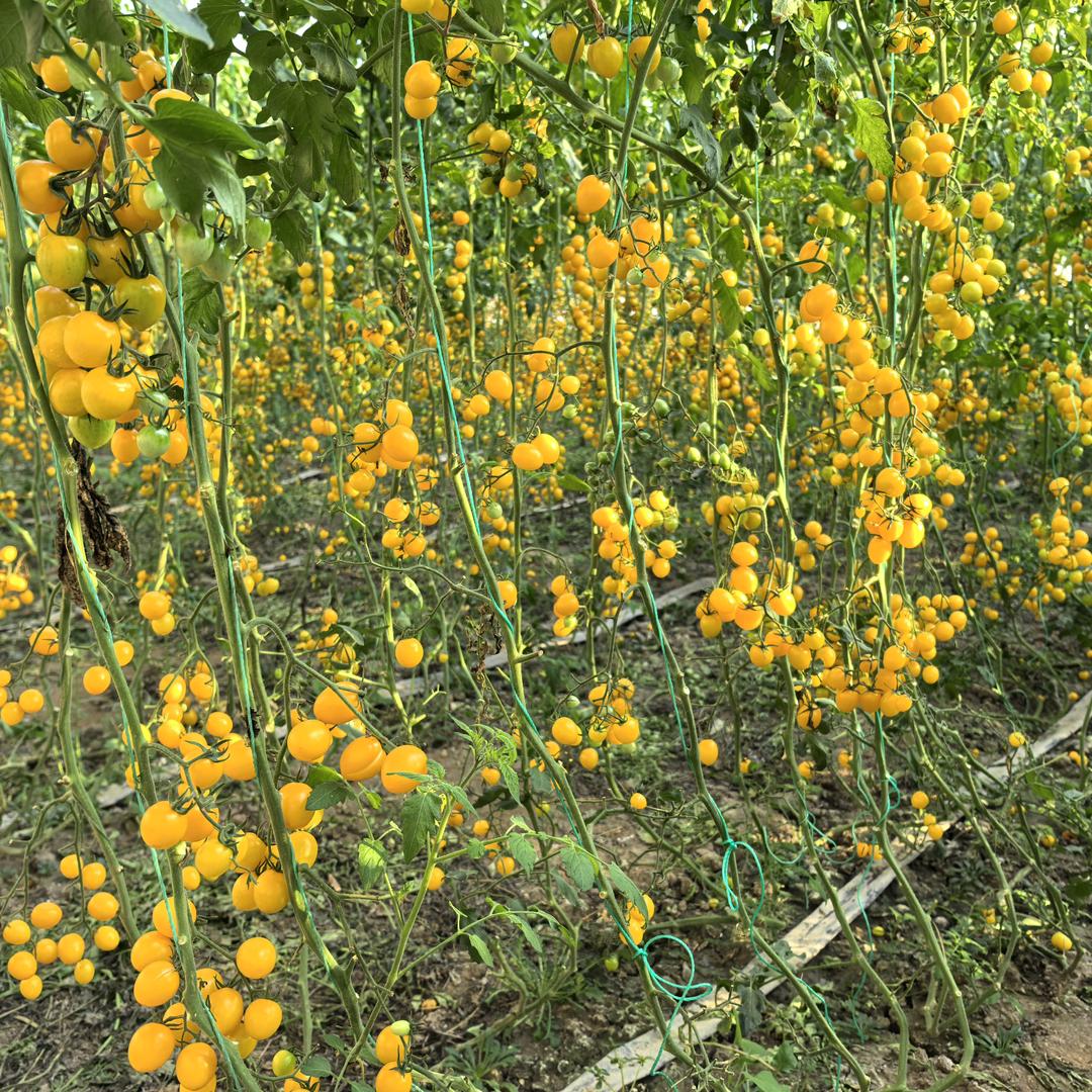 寿光农资人，小刘