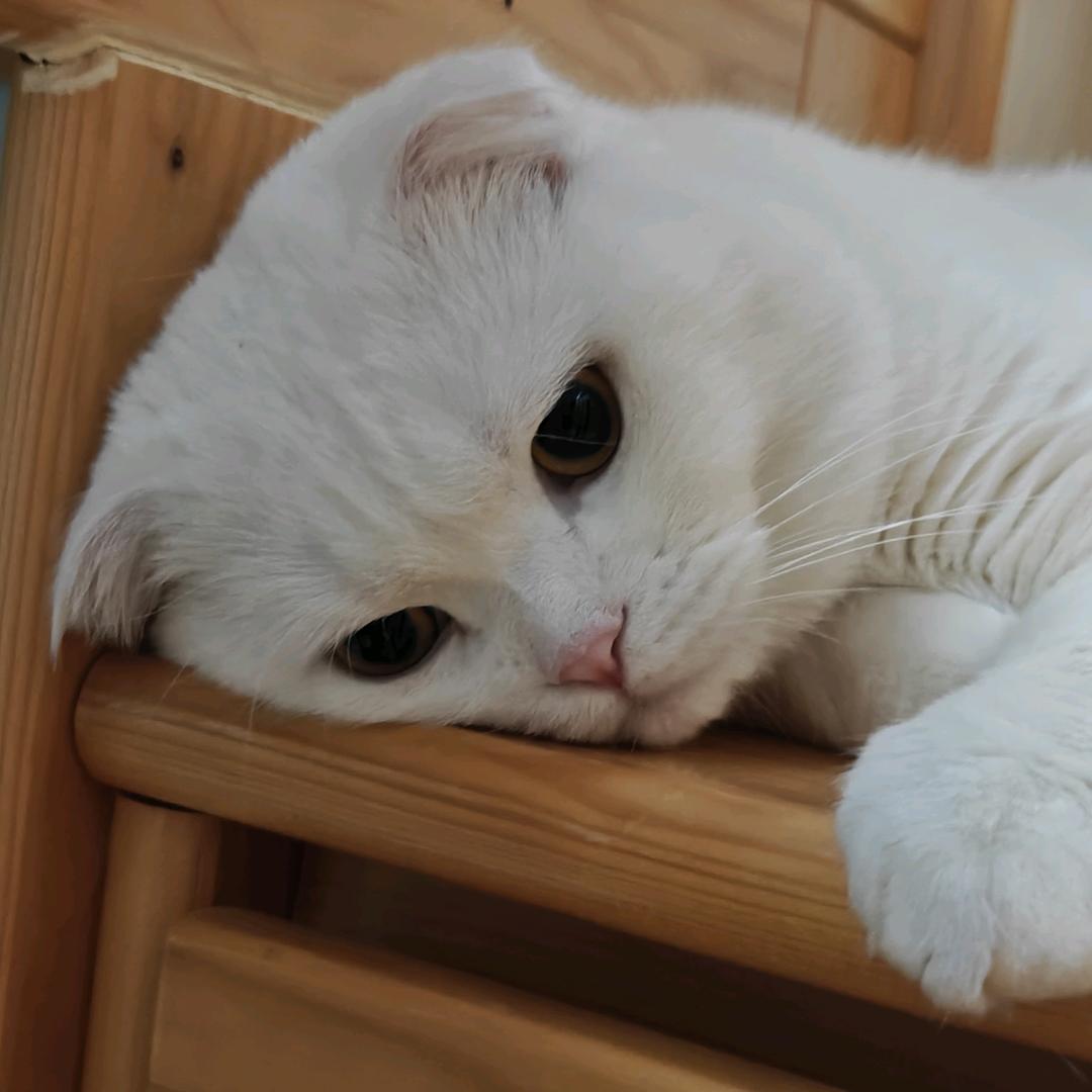 我的猫