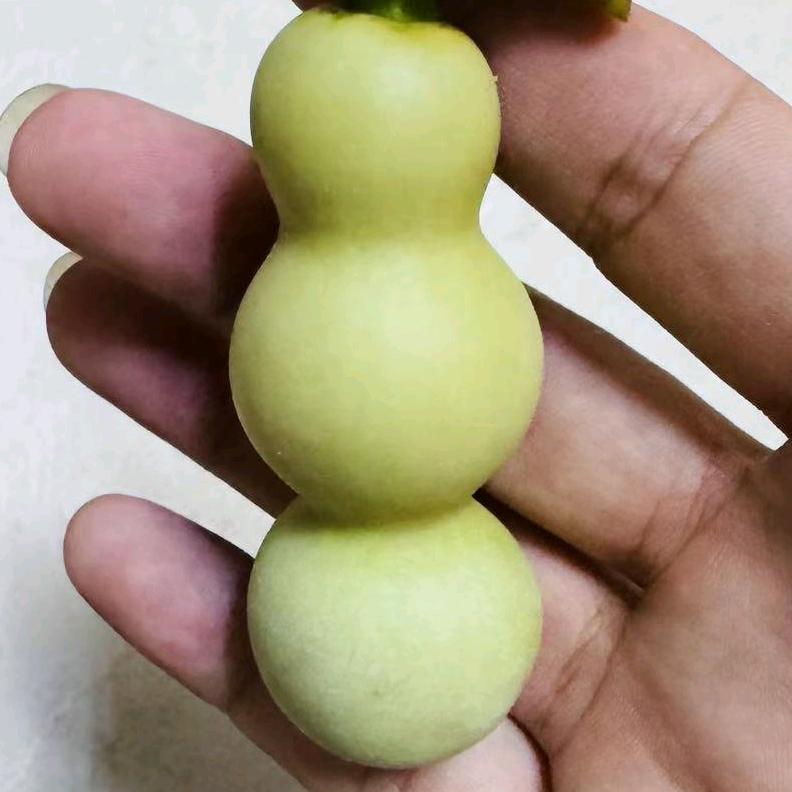 盛泽葫芦【收藏】