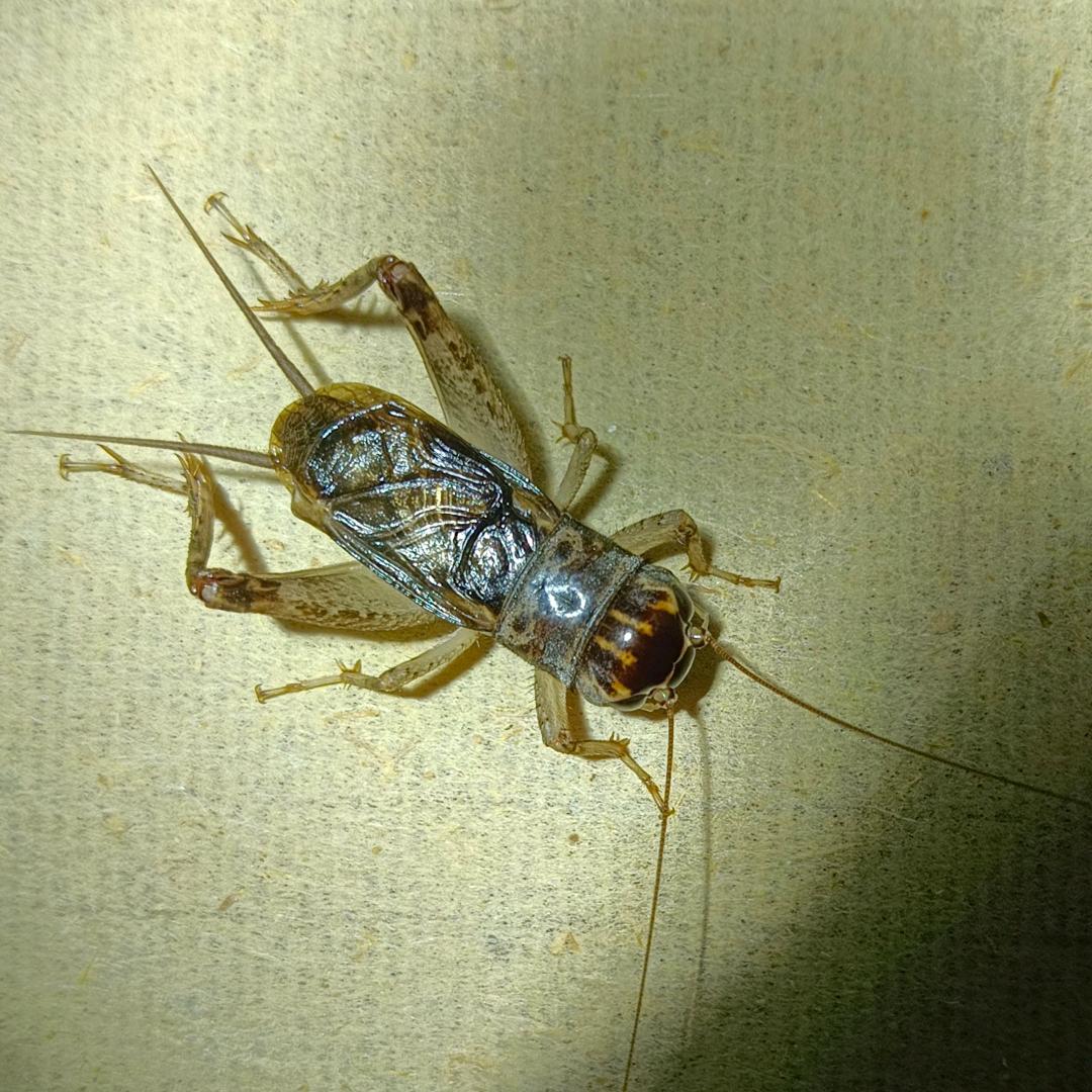 宁津蟋蟀小万（户外）
