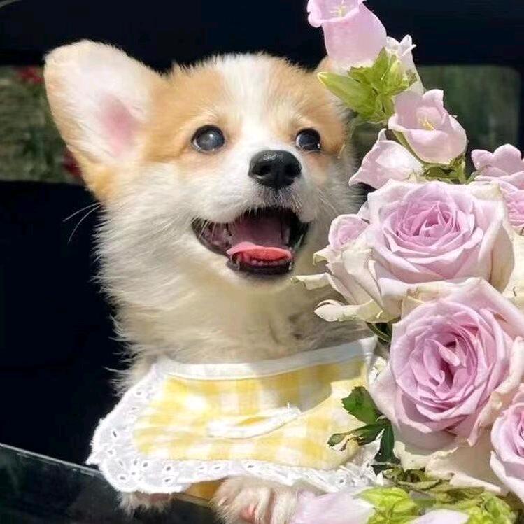 咪恬宠物臻选阁