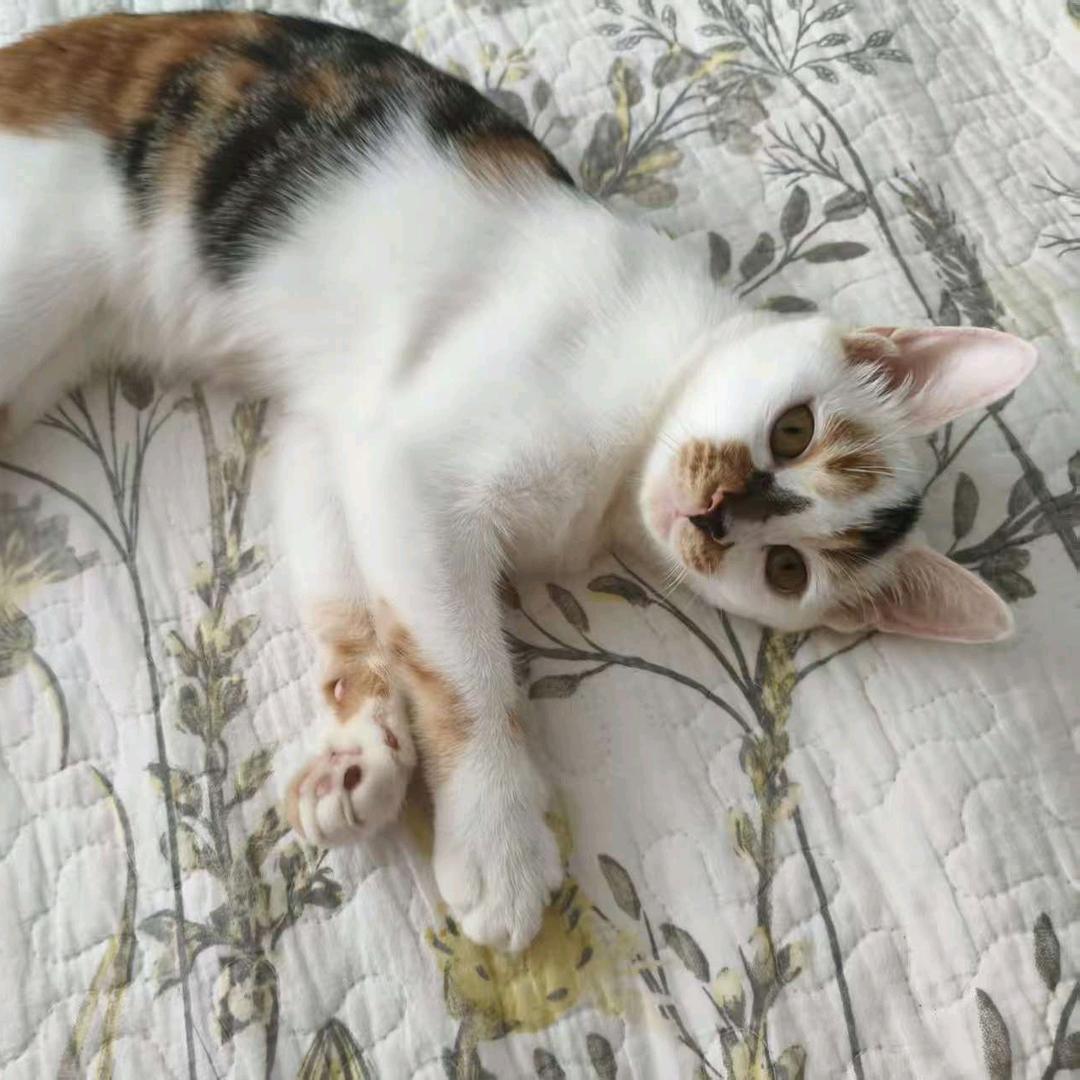 细节（三角洲接撞哈夫币）