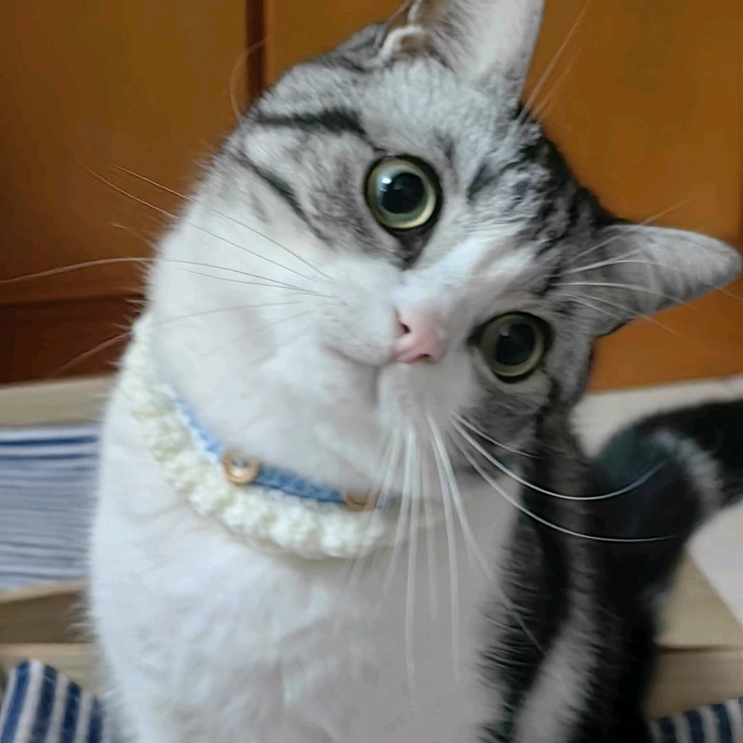 奥斯卡的猫🐱