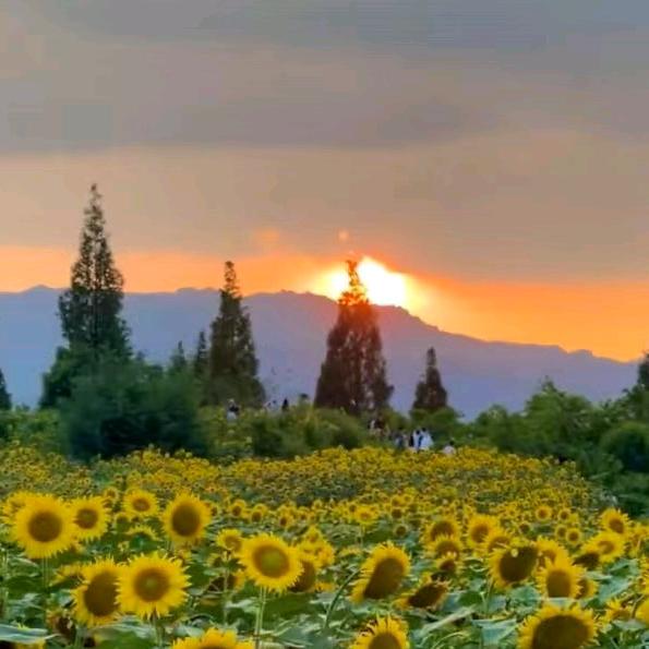 琳琅满目🐯🐬🐬🐬