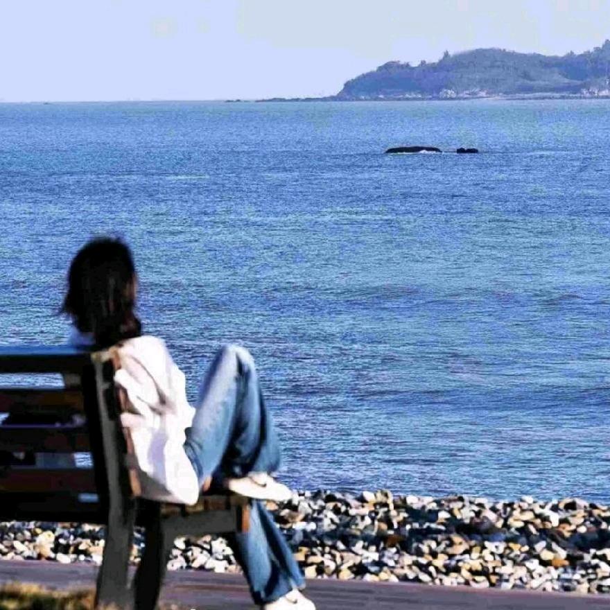 蓝桉长在洱海边