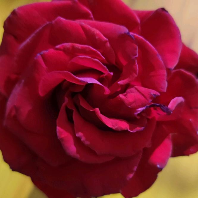 各种辣椒批发1785889735