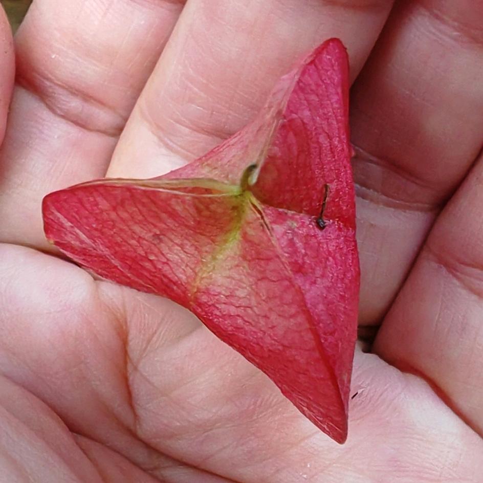 花婆婆