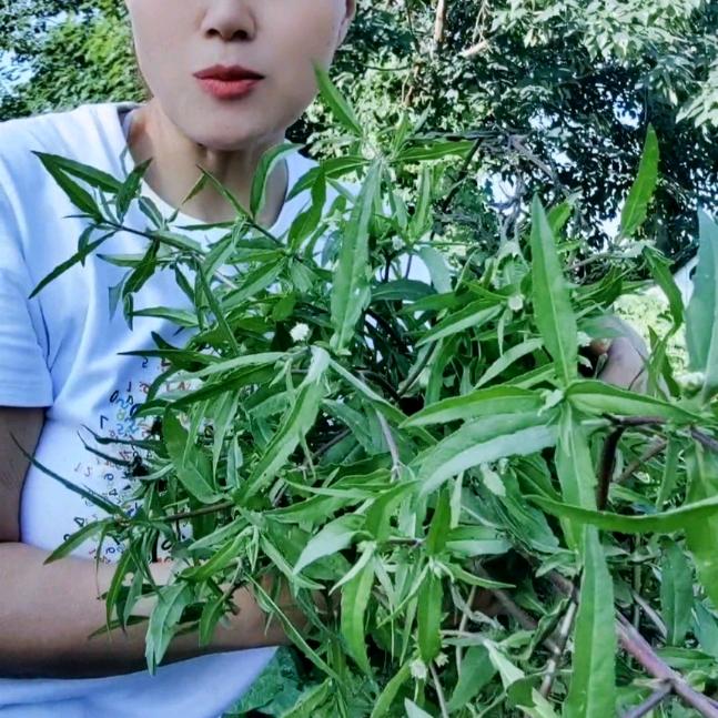 刘备和他