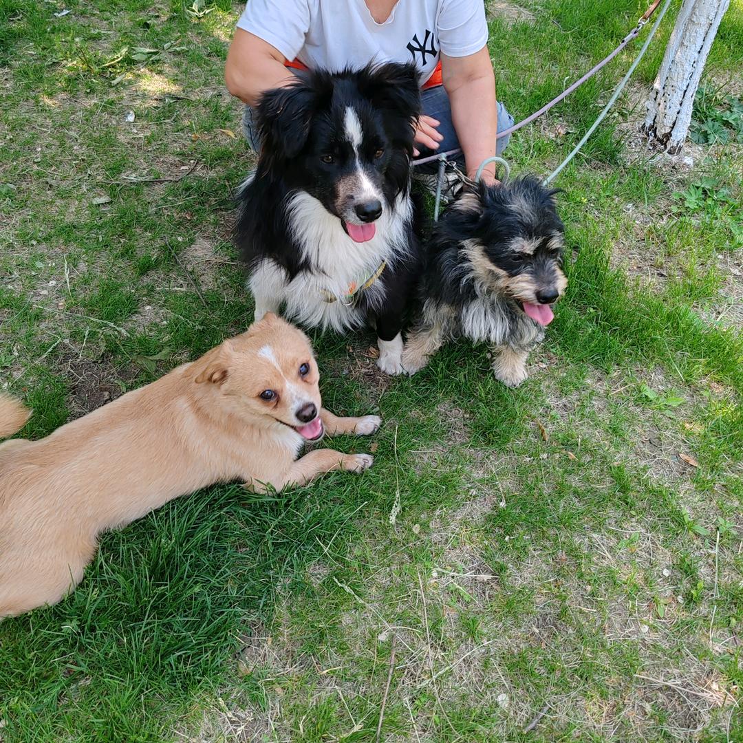 毛孩子的快乐生活