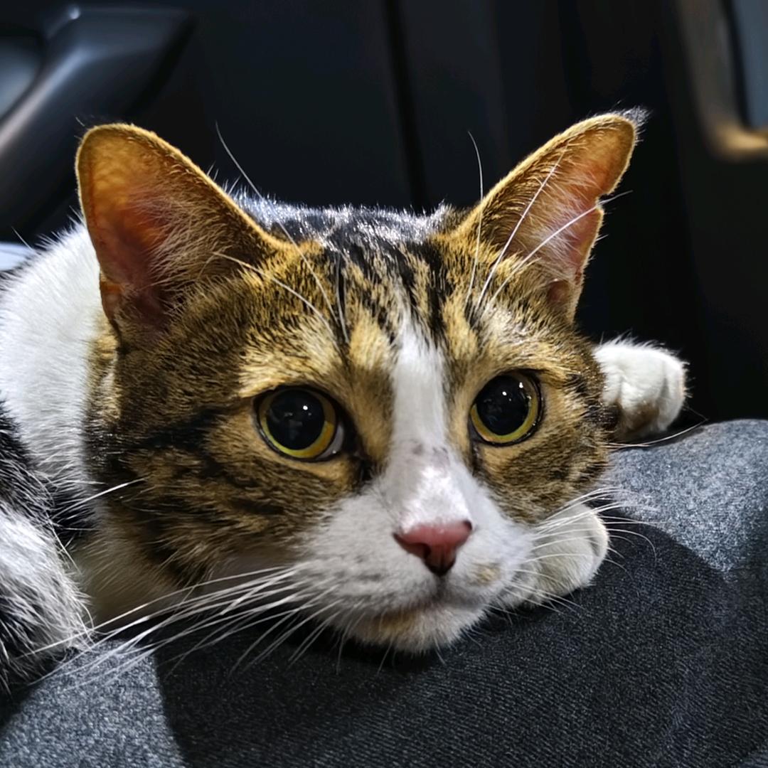 不吃鱼的小鱼干