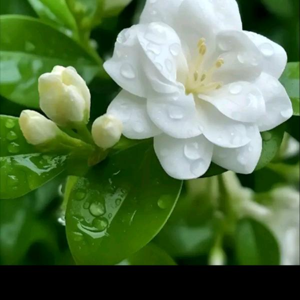 茉莉花