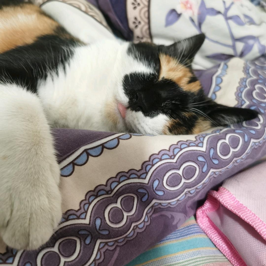 我想我家小猫了