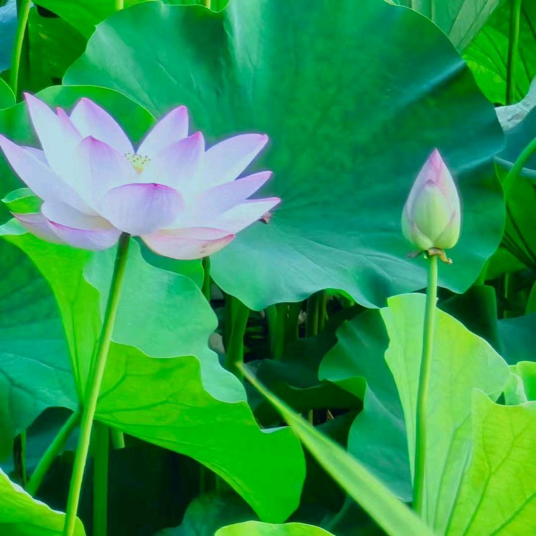 小蜜蜂