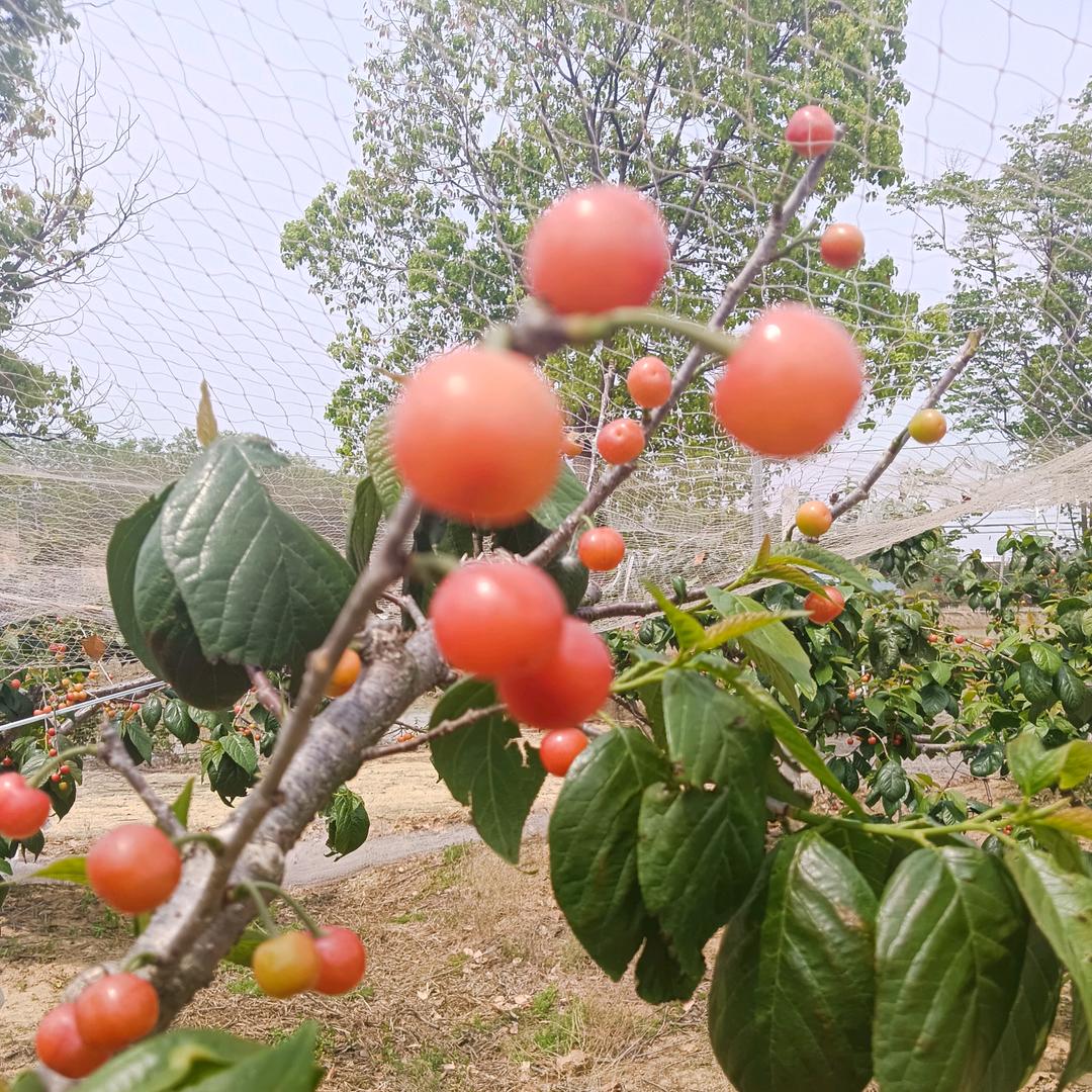 桑娜丽丝