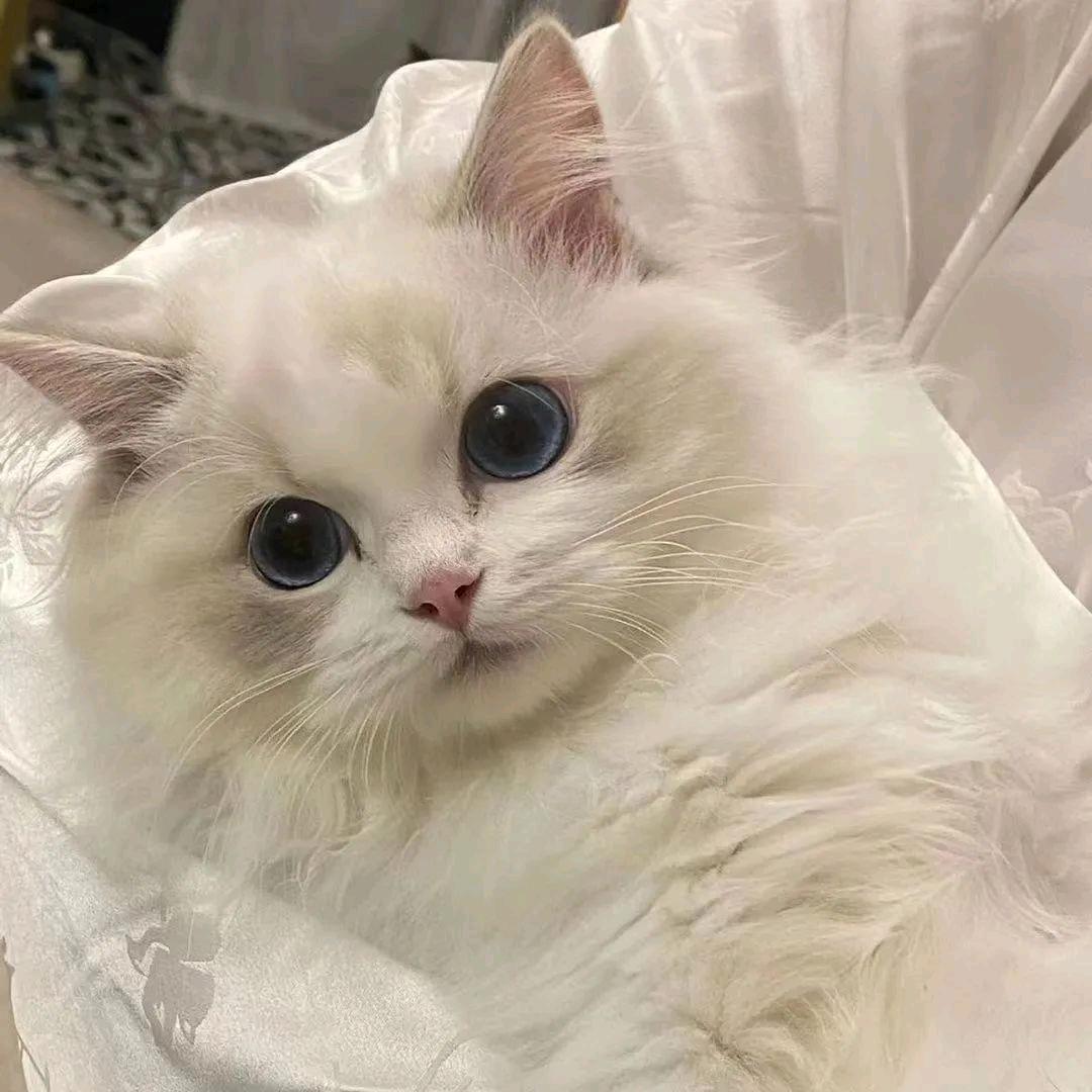 洛洛