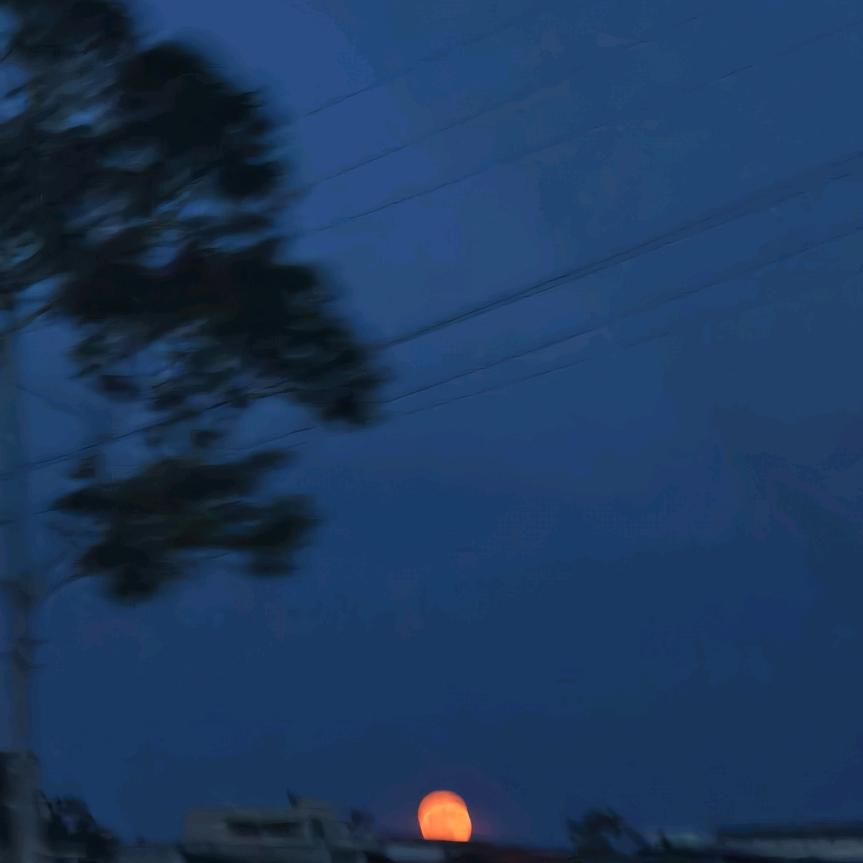 一只小月