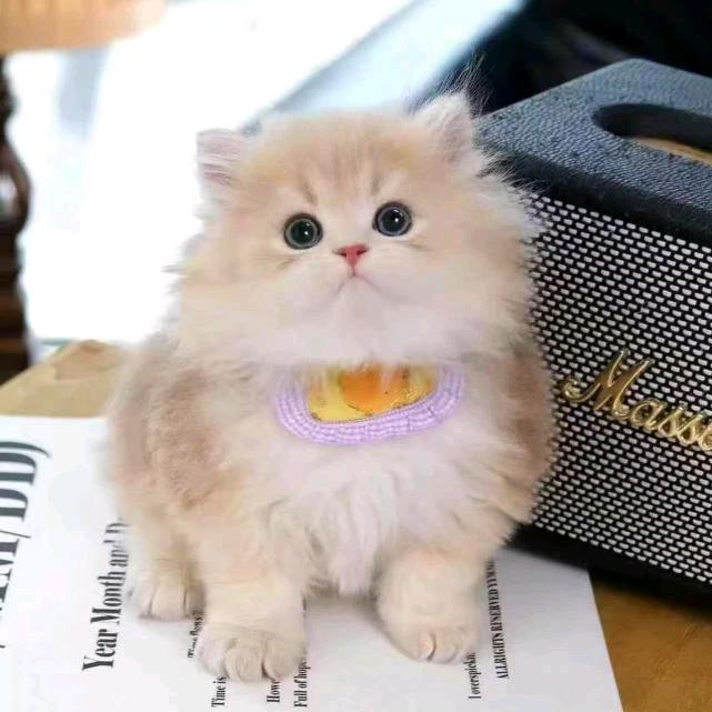 呆呆猫舍🔥
