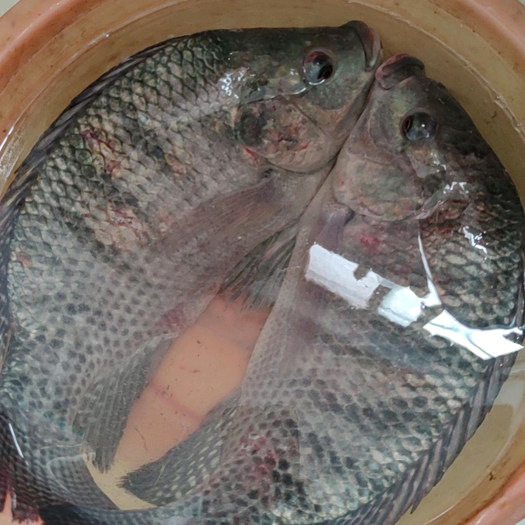 钓鱼界新手꧁二华꧂