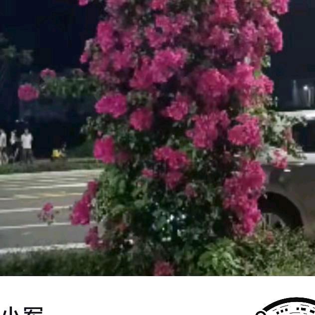 龙五爷