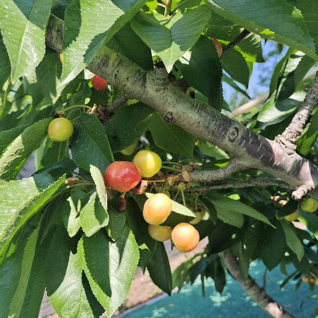 请叫我一颗小甜樱