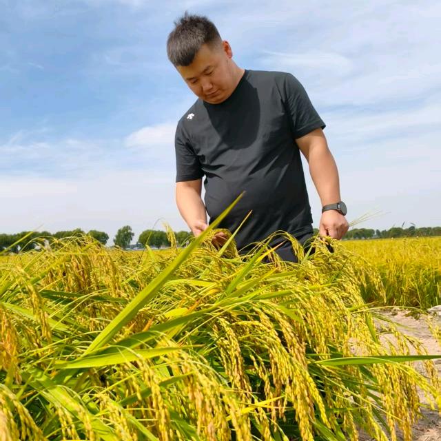 五常 大米 律秒