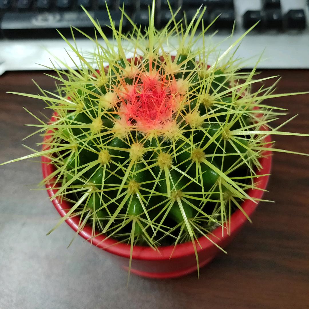 蕲人百草梨膏糖