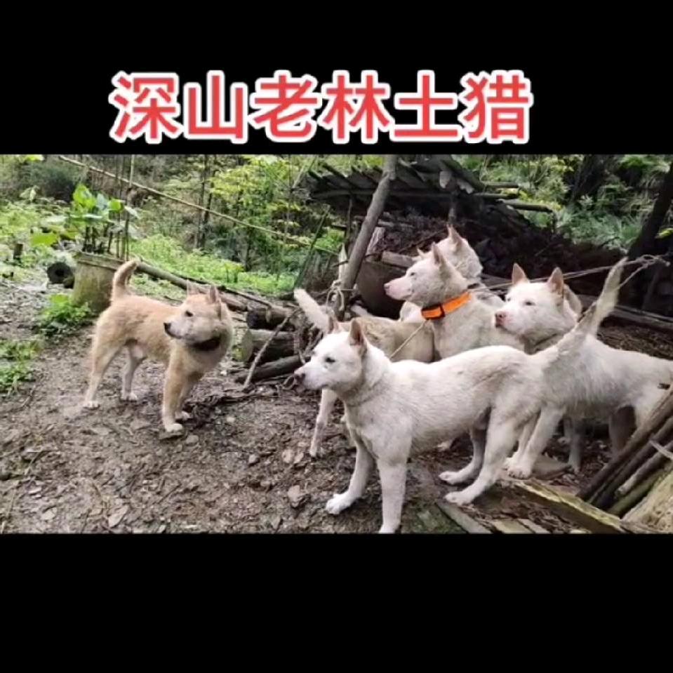 深山土猎-