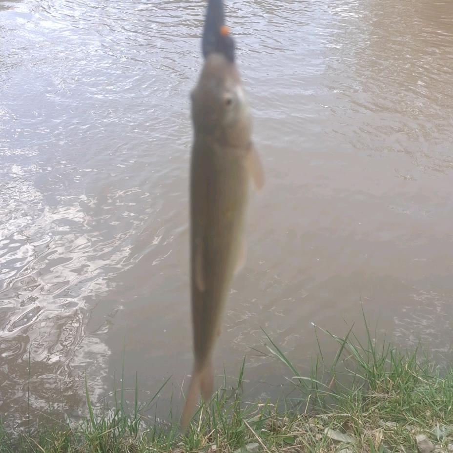 草原上的牛，羊