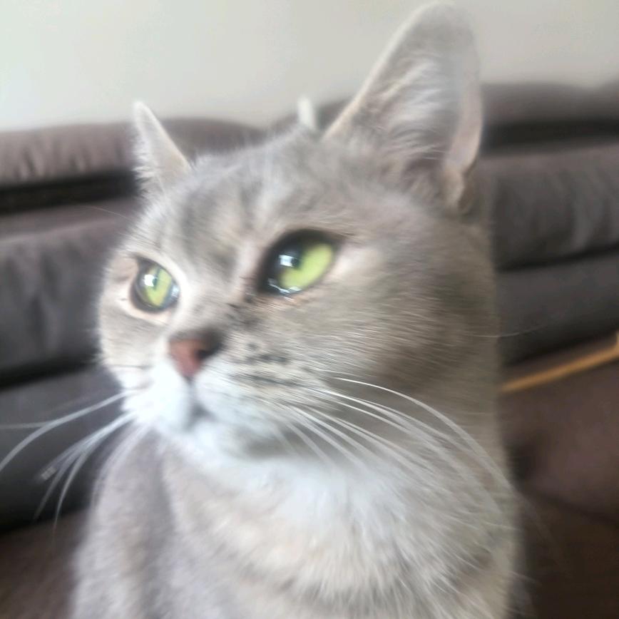 肠常想你爱上面筋