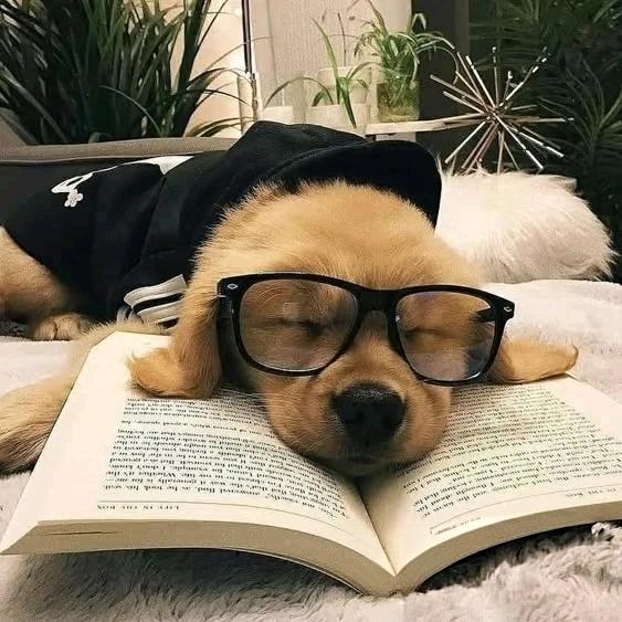 “小逸”