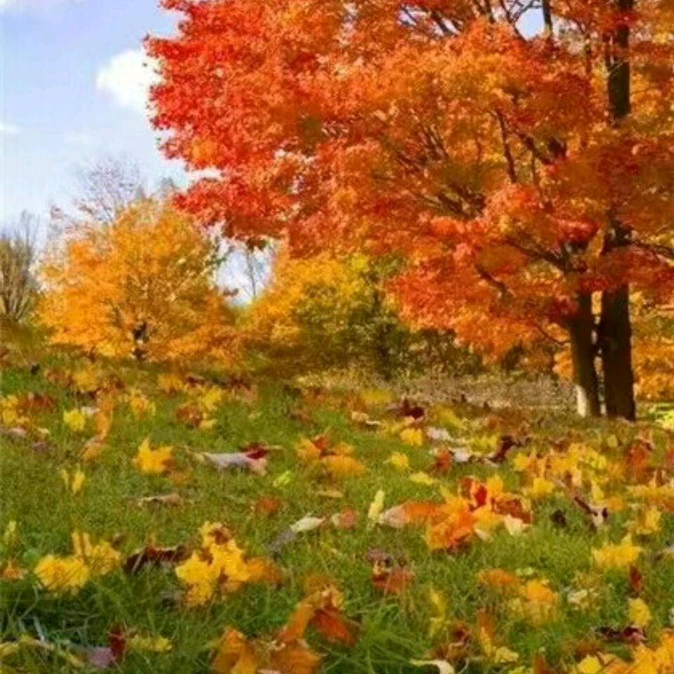 香山红叶