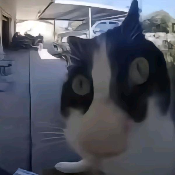 鱿鱼的农村入
