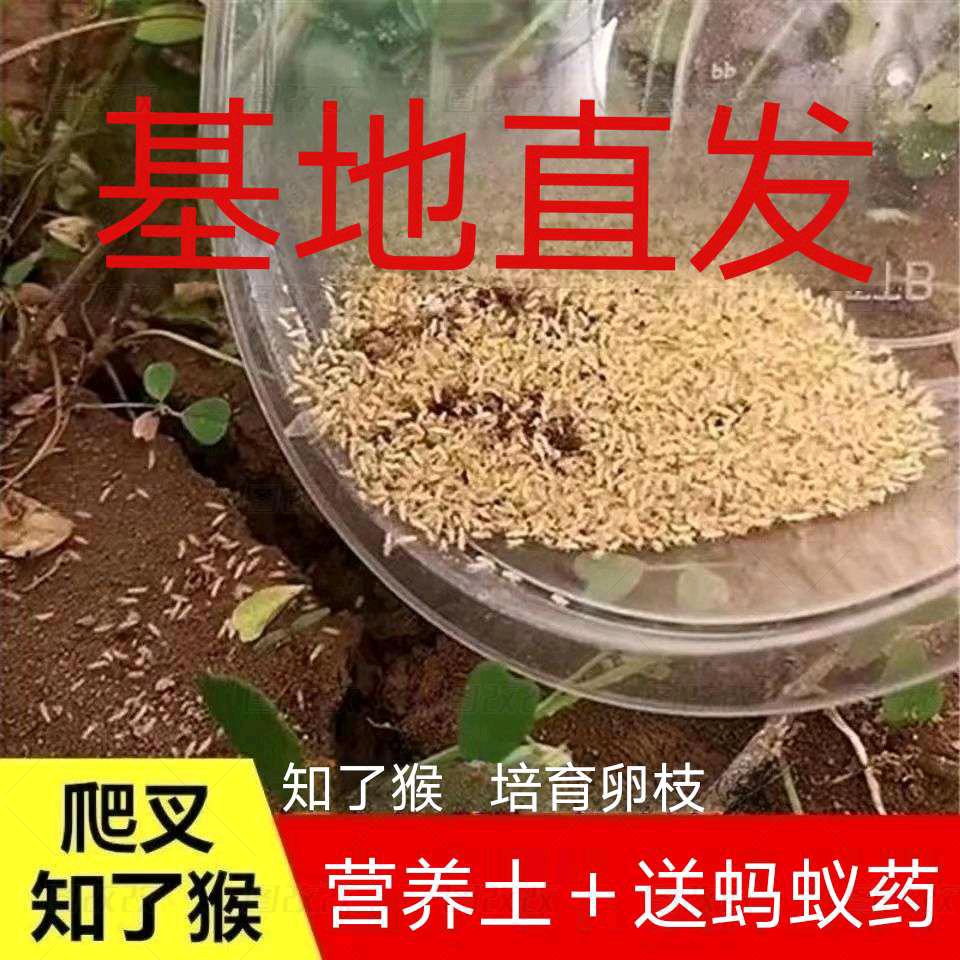 金蝉幼苗养殖基地
