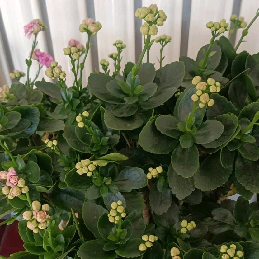 梦醒时分，JING