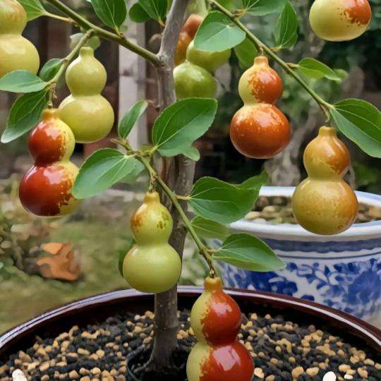 亮哥葫芦