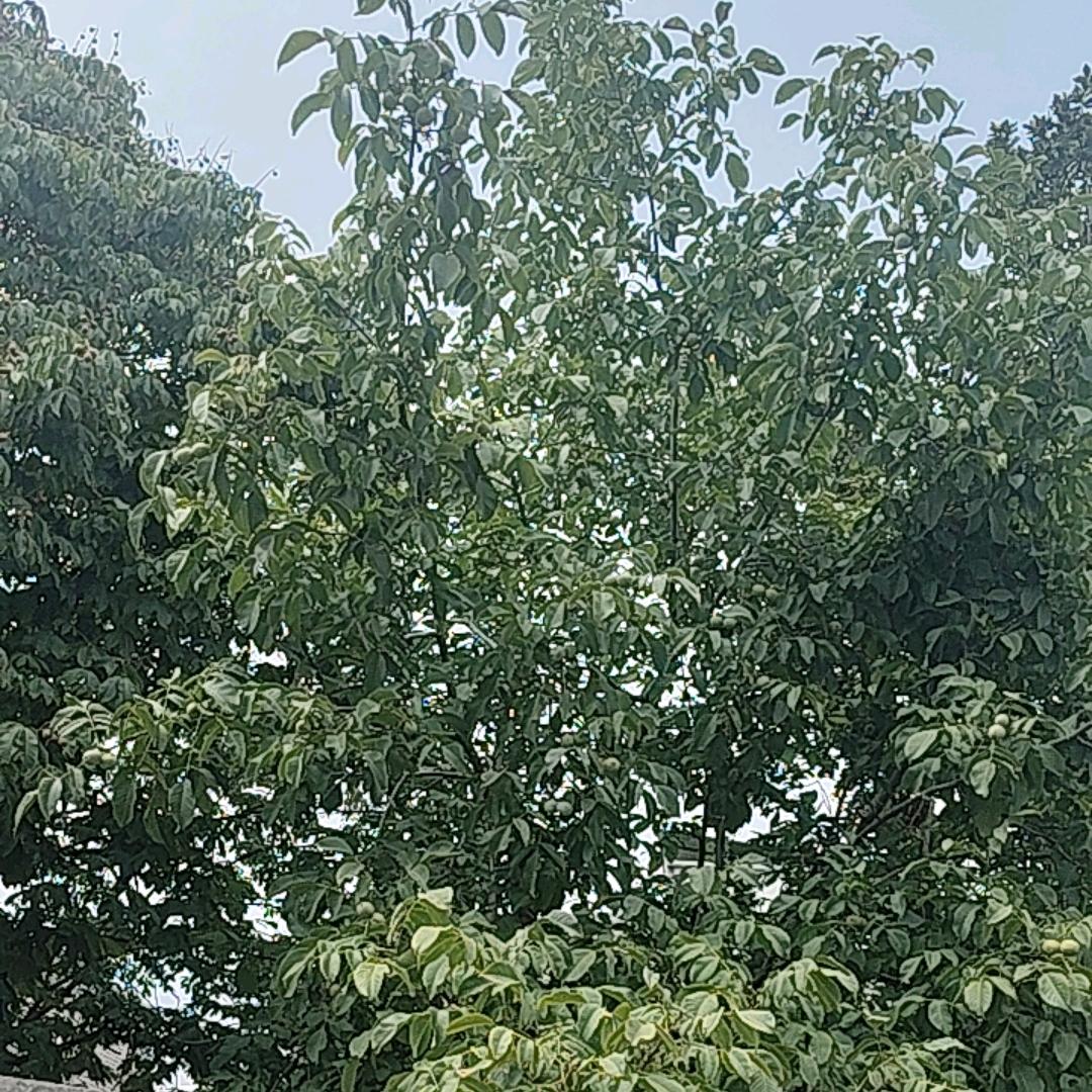 宁静致远