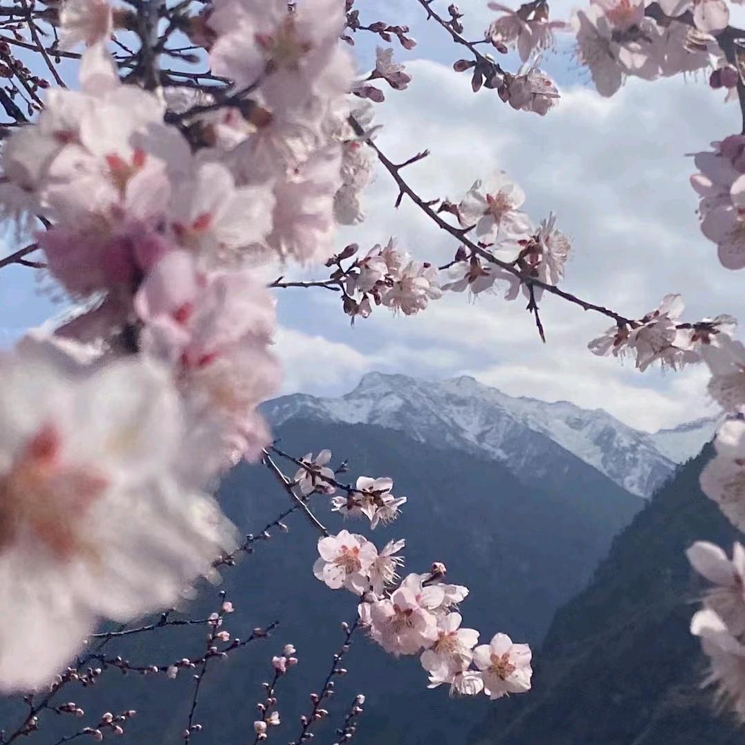 樱雪