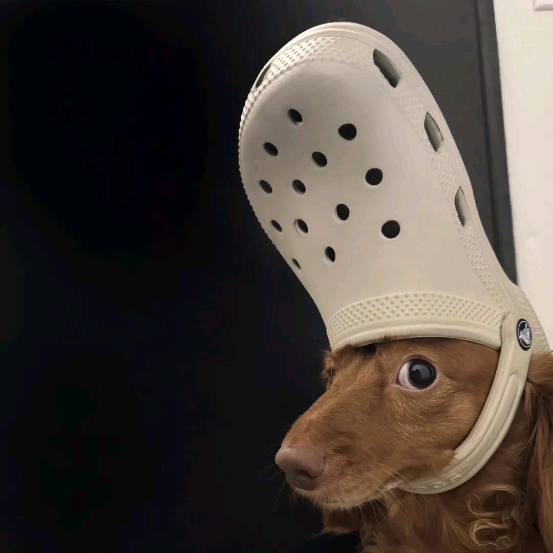 🐾