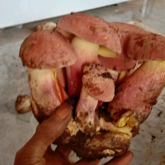 用户145198菱角野生菌