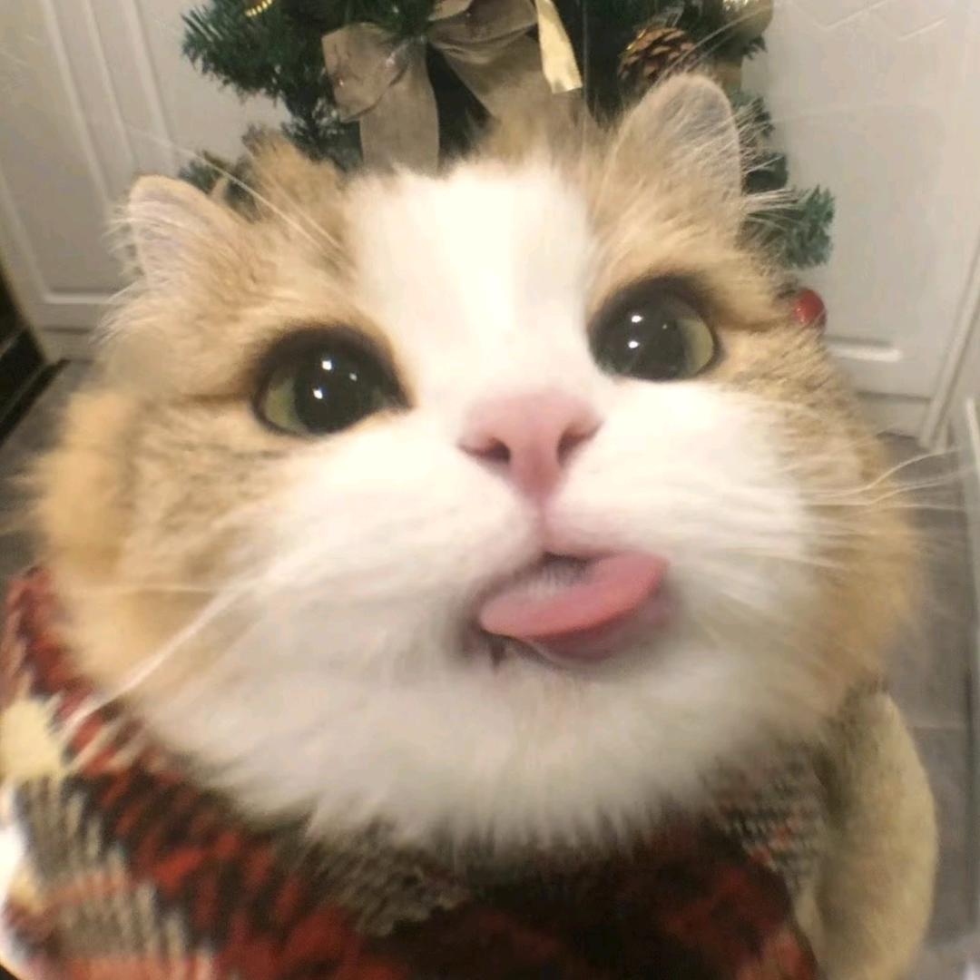 上海喵小爷宠物基地