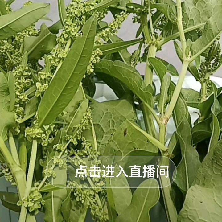 黄玉兰