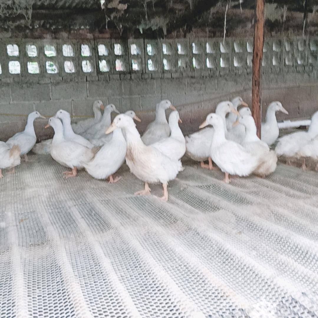 南阳鲜鸭鲜鹅屠宰