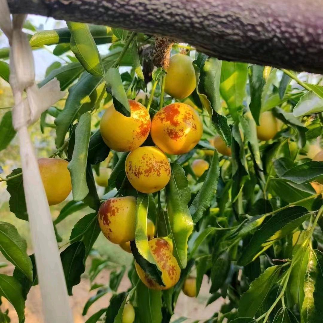 糖果果蔬～