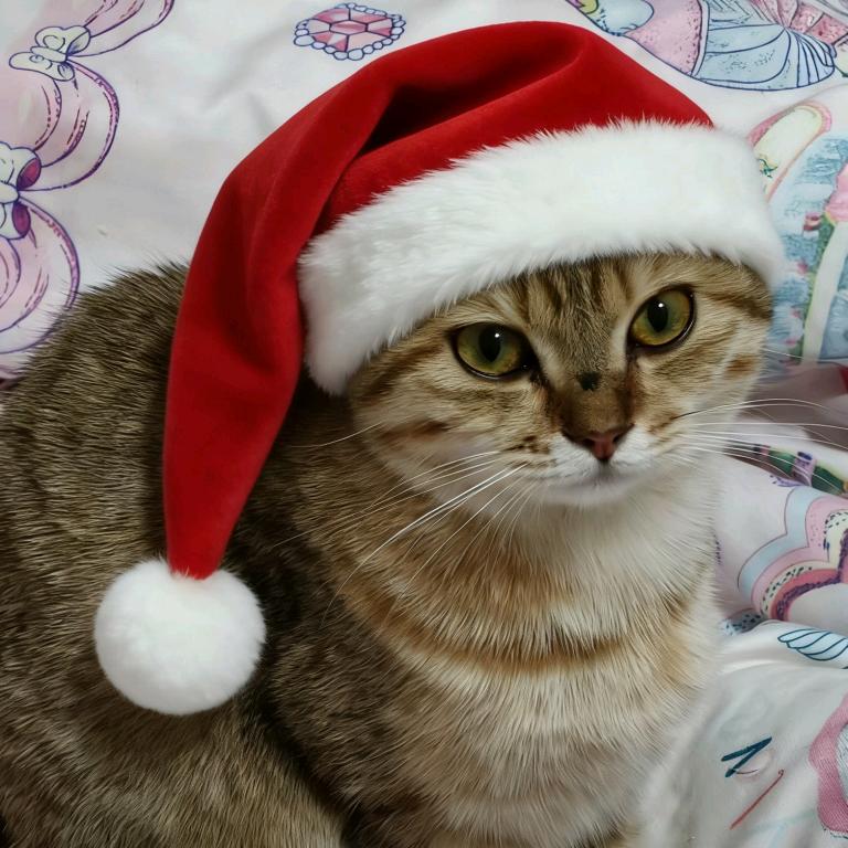 小菜